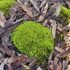 Unidentified Moss / Liverwort / Hornwort at Cootamundra, NSW - 10 Jun 2023 by trevorpreston