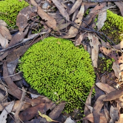 Unidentified Moss, Liverwort or Hornwort at Cootamundra, NSW - 10 Jun 2023 by trevorpreston