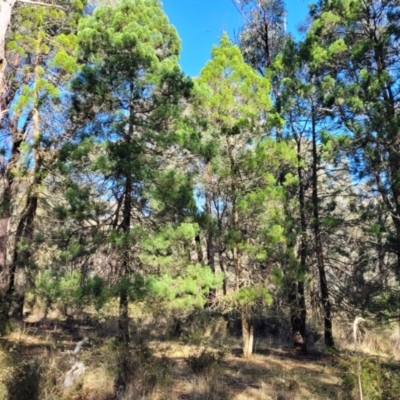 Callitris endlicheri (Black Cypress Pine) at Cootamundra, NSW - 10 Jun 2023 by trevorpreston