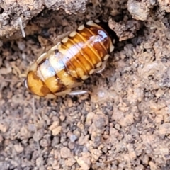 Robshelfordia simplex (Shelford's Western Cockroach) at Jindalee National Park - 10 Jun 2023 by trevorpreston