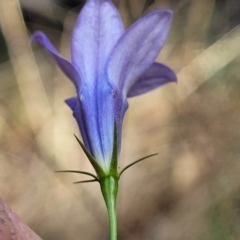 Wahlenbergia capillaris (Tufted Bluebell) at Cootamundra, NSW - 10 Jun 2023 by trevorpreston