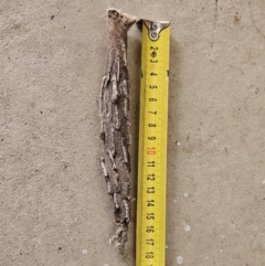 Metura elongatus (Saunders' case moth) at Hawker, ACT - 10 Jun 2023 by sangio7