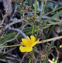 Hibbertia calycina (Lesser Guinea-flower) at Molonglo Valley, ACT - 10 Jun 2023 by sangio7