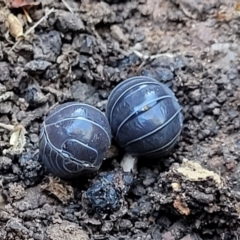 Armadillidium vulgare (Slater bug, woodlouse, pill bug, roley poley) at Jindalee National Park - 10 Jun 2023 by trevorpreston