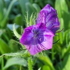 Echium plantagineum (Paterson's Curse) at Jindalee National Park - 10 Jun 2023 by trevorpreston