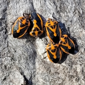 Agonoscelis rutila at Cootamundra, NSW - 10 Jun 2023