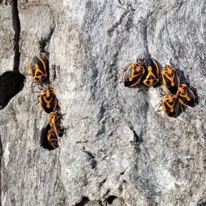 Agonoscelis rutila at Cootamundra, NSW - 10 Jun 2023 10:16 AM