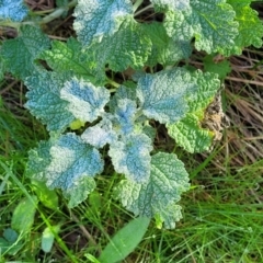 Marrubium vulgare (Horehound) at Jindalee National Park - 10 Jun 2023 by trevorpreston