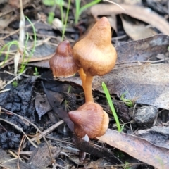 zz agaric (stem; gills not white/cream) at Cootamundra, NSW - 10 Jun 2023 by trevorpreston