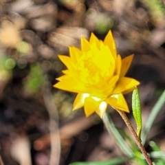 Xerochrysum viscosum (Sticky Everlasting) at Jindalee National Park - 10 Jun 2023 by trevorpreston