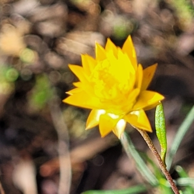 Xerochrysum viscosum (Sticky Everlasting) at Jindalee National Park - 10 Jun 2023 by trevorpreston