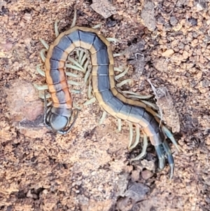 Scolopendra laeta at Cootamundra, NSW - 10 Jun 2023