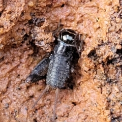 Lepidogryllus sp. (genus) at Cootamundra, NSW - 10 Jun 2023