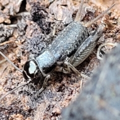 Lepidogryllus sp. (genus) at Cootamundra, NSW - 10 Jun 2023