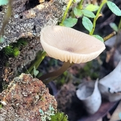 Entoloma aromaticum at Cootamundra, NSW - 10 Jun 2023 by trevorpreston