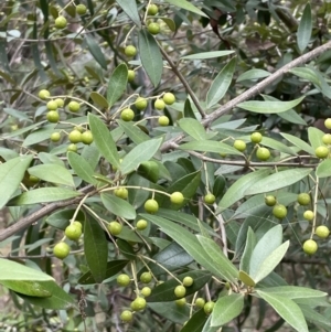 Olea europaea subsp. cuspidata at Jerrabomberra, ACT - 6 Jun 2023