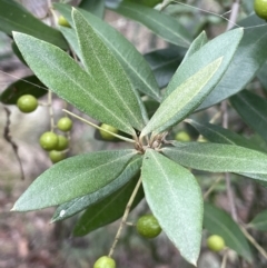 Olea europaea subsp. cuspidata at Jerrabomberra, ACT - 6 Jun 2023