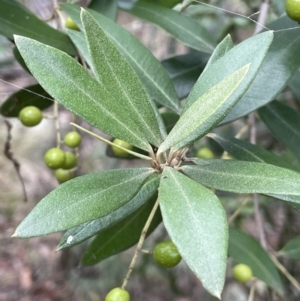 Olea europaea subsp. cuspidata at Jerrabomberra, ACT - 6 Jun 2023