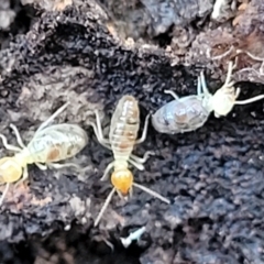 Unverified Termite (superfamily Termitoidea) at Cootamundra, NSW - 10 Jun 2023 by trevorpreston