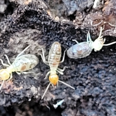 Unidentified Termite (superfamily Termitoidea) at Jindalee National Park - 10 Jun 2023 by trevorpreston