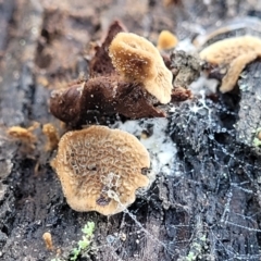 Coltriciella dependens at Cootamundra, NSW - 10 Jun 2023 by trevorpreston