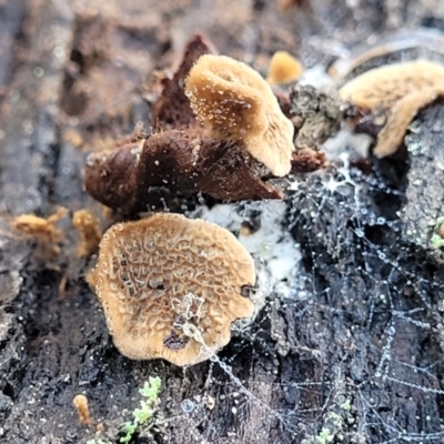 Coltriciella dependens at Cootamundra, NSW - 10 Jun 2023 by trevorpreston