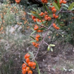 Pyracantha angustifolia at Jerrabomberra, ACT - 6 Jun 2023