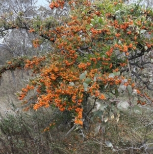 Pyracantha angustifolia at Jerrabomberra, ACT - 6 Jun 2023