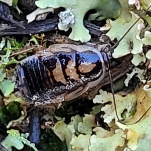 Blattodea (order) at Cootamundra, NSW - 10 Jun 2023