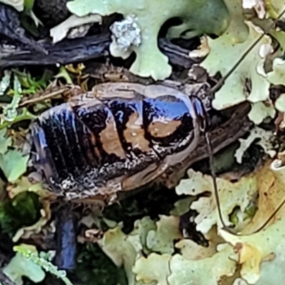 Blattodea (order) (Unidentified cockroach) at Cootamundra, NSW - 10 Jun 2023 by trevorpreston