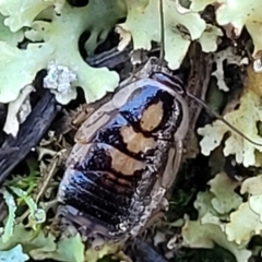 Blattodea (order) at Cootamundra, NSW - 10 Jun 2023