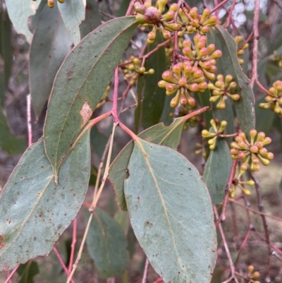 Eucalyptus dives (Broad-leaved Peppermint) at Jerrabomberra, ACT - 6 Jun 2023 by JaneR