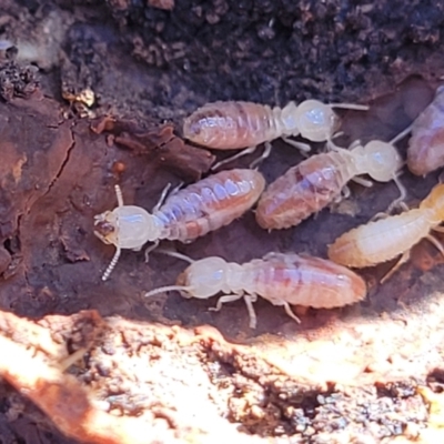 Unidentified Termite (superfamily Termitoidea) at Jindalee National Park - 9 Jun 2023 by trevorpreston