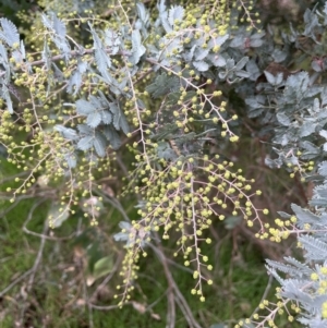 Acacia baileyana at Red Hill, ACT - 6 Jun 2023 02:34 PM