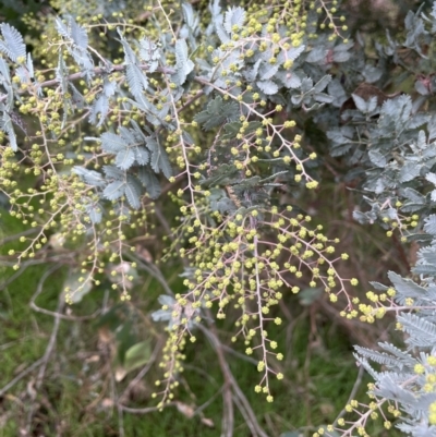 Acacia baileyana (Cootamundra Wattle, Golden Mimosa) at Red Hill, ACT - 6 Jun 2023 by JaneR