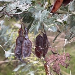 Acacia baileyana at Red Hill, ACT - 6 Jun 2023