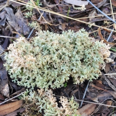 Cladia corallaizon at Jindalee National Park - 9 Jun 2023 by trevorpreston