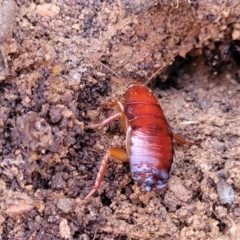 Platyzosteria similis at Jindalee National Park - 10 Jun 2023 by trevorpreston