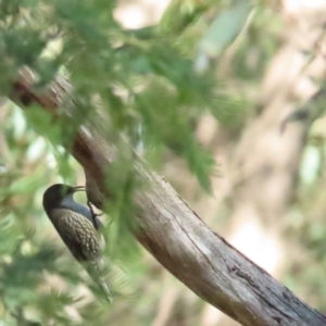 Cormobates leucophaea at Paddys River, ACT - 10 Jun 2023