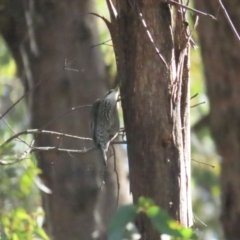 Cormobates leucophaea at Paddys River, ACT - 10 Jun 2023