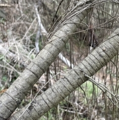 Allocasuarina verticillata at Jerrabomberra, ACT - 6 Jun 2023