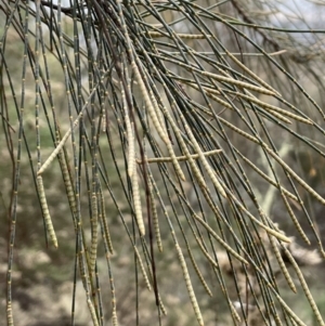 Allocasuarina verticillata at Jerrabomberra, ACT - 6 Jun 2023