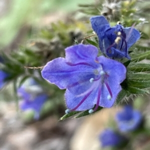 Echium plantagineum at Jerrabomberra, ACT - 6 Jun 2023 03:07 PM