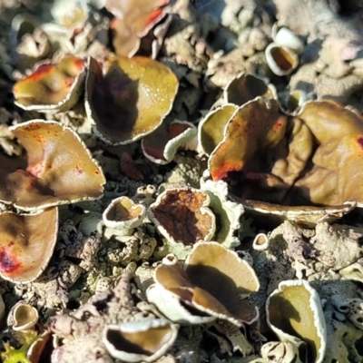 Unidentified Lichen at Cootamundra, NSW - 9 Jun 2023 by trevorpreston