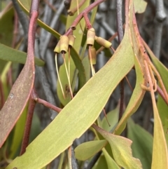 Amyema miquelii (Box Mistletoe) at Jerrabomberra, ACT - 6 Jun 2023 by JaneR