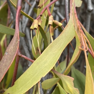 Amyema miquelii (Box Mistletoe) at Jerrabomberra, ACT - 6 Jun 2023 by JaneR