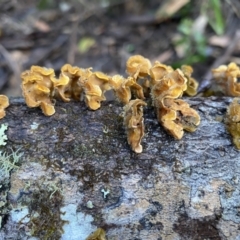 Stereum hirsutum (Hairy Curtain Crust) at Genoa, VIC - 1 Jun 2023 by GlossyGal