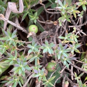 Astroloma humifusum at Jerrabomberra, ACT - 6 Jun 2023