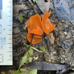 Aleuria sp. (genus) (An Orange peel fungus) at Genoa, VIC - 1 Jun 2023 by GlossyGal