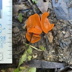 Unidentified Cup or disk - with no 'eggs' at Genoa, VIC - 1 Jun 2023 by GlossyGal